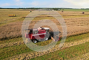 Combine harvester on harvesting oilseed rape in field. Aerial view of harvest season in canola oil field.