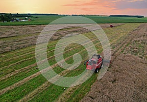 Combine harvester on harvesting oilseed rape in field.    Aerial view of harvest season in canola oil field.