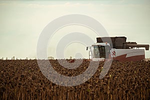 Combine harvester harvesting ripe sunflower at sunset