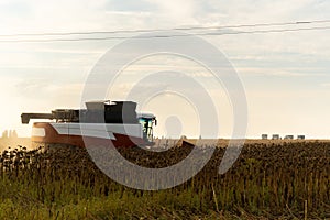 Combine harvester harvesting ripe sunflower at sunset