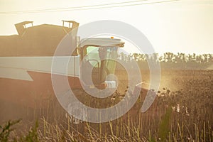 Combine harvester harvesting ripe sunflower at sunset