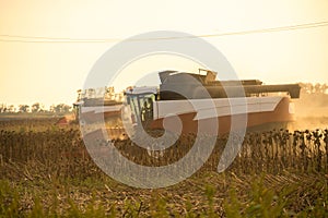 Combine harvester harvesting ripe sunflower at sunset