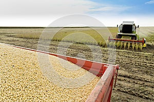 Combine harvester harvesting soybean at field