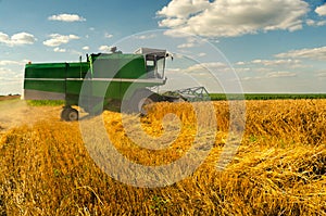 Combine harvester harvesting wheat