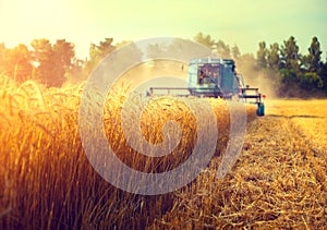 Combine harvester harvesting wheat field