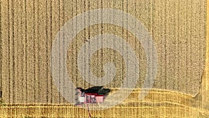 Combine harvester harvesting wheat in gold colored field