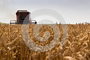 Combine harvester harvesting wheat. Grain harvesting combine. Combine harvesting wheat.