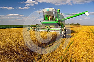 Combine harvester harvesting wheat on sunny summer day