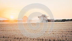 Combine harvester harvesting wheat during sunset