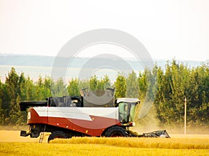 Combine harvester harvests grain on the field