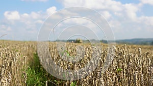 Combine harvester harvests ripe wheat. Agriculture