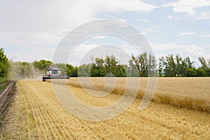 Combine harvester harvests ripe wheat. agriculture tractor
