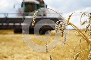 Combine harvester harvests ripe wheat. agriculture tractor