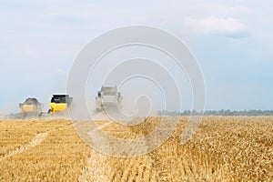 Combine harvester harvests ripe wheat. Agriculture. Wheat fields.