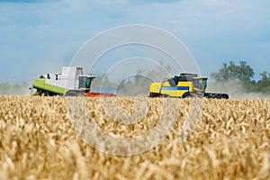 Combine harvester harvests ripe wheat. Agriculture. Wheat fields.