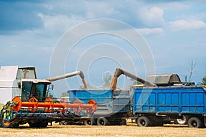 Combine harvester harvests ripe wheat. Agriculture. Wheat fields.