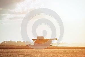 Combine harvester harvests ripe wheat. Agriculture. Wheat fields. Sunset on a field with young rye or wheat in summer