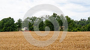 Combine harvester harvests gold wheat in field