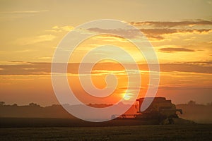 Combine harvester harvests ripe wheat. Ripe ears of gold field on the sunset cloudy orange sky background. . Concept of