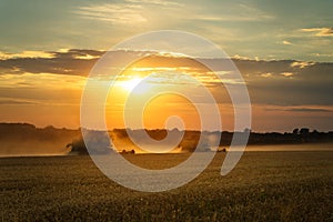 Combine harvester harvests ripe wheat. Ripe ears of gold field on the sunset cloudy orange sky background. . Concept of