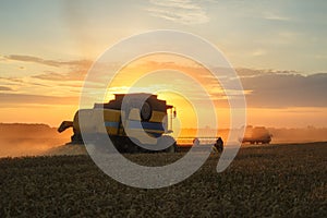 Combine harvester harvests ripe wheat. Ripe ears of gold field on the sunset cloudy orange sky background. . Concept of