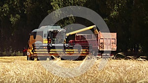 The combine harvester harvests wheat. Corn. Oats. Wheat Agro-culture Close-up