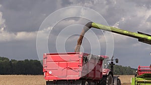 Combine harvester load wheat cereal into truck trailer