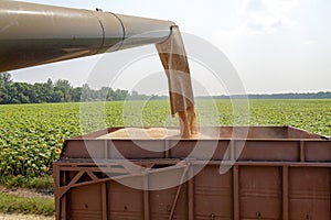 Combine harvester load wheat in the tractor trailer