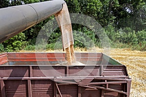 Combine harvester load wheat in the tractor trailer