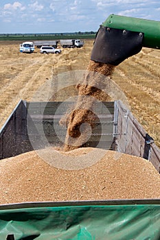 Combine harvester load wheat in the truck