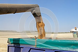 Combine harvester load wheat in the truck