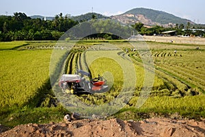 Combine harvester machine harvests ripe rice on a field