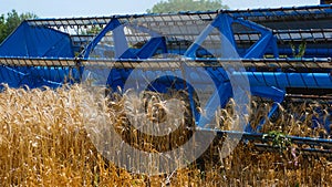 A combine harvester mows ripe wheat in the field. Grain harvesting