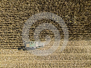 Combine harvester picking seed from fields, aerial view of a field with a combine harvester with cornhusker gathering the crop photo