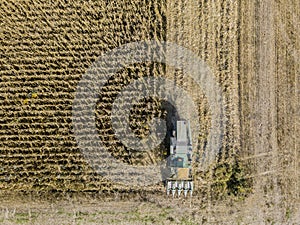 Combine harvester picking seed from fields, aerial view of a field with a combine harvester with cornhusker gathering the crop photo
