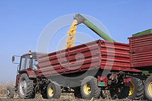 Combine harvester pours corn maize seeds