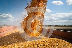 Unloading corn maize seeds