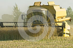 Combine harvester during canola harvest photo