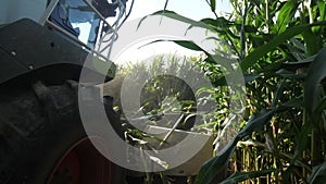 a combine harvester reaps a field of corn. corn harvest. corn grinding