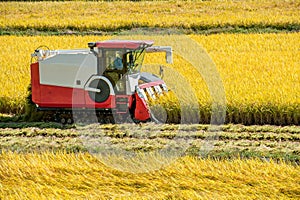 Combine harvester in rice field during harvest time.