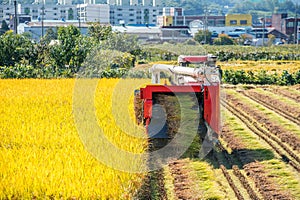 Combine harvester in rice field during harvest time.