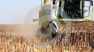 Combine Harvester and sunflower