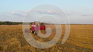 Combine harvester in sunlight at sunset. Harvesting wheat on the golden field.