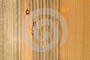 Combine harvester and tractor with trailers in wheat field during harvest