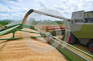 Combine harvester transferring freshly harvested wheat to tractor-trailer