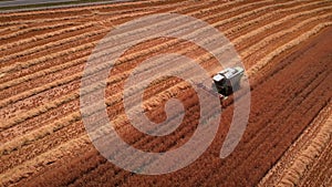 Combine harvester truck working in agriculture field, collecting seeds. Harvesting of wheat in summer. Agricultural machine collec