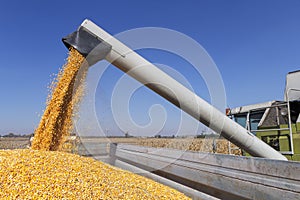 Combine Harvester Unloading Corn Grains