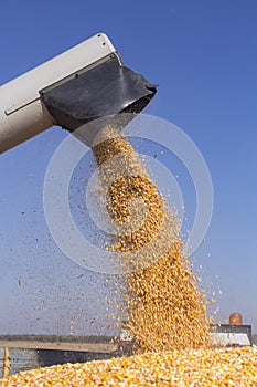 Combine Harvester Unloading Corn Grains