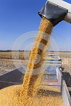 Combine Harvester Unloading Corn Grains into Tractor Trailer