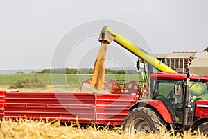 Combine harvester unloading wheat grains into tractor trailer.